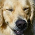 why do dogs chatter their teeth