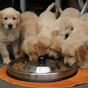 What to feed puppies at 6 weeks: The Ultimate Guide