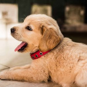 How to Make a Puppy Stop Crying at Night: 4 Tips for a Peaceful Sleep